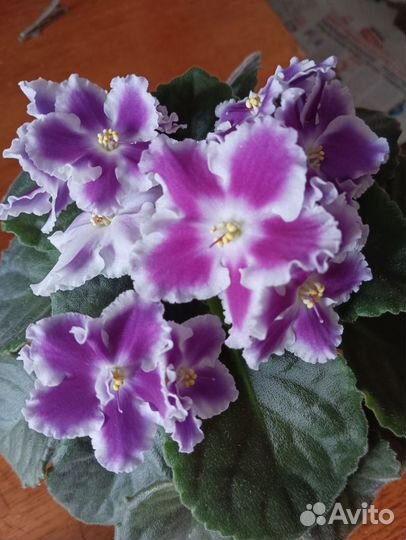 Сортовые фиалки