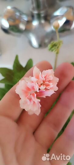 Пеларгонии сортовые