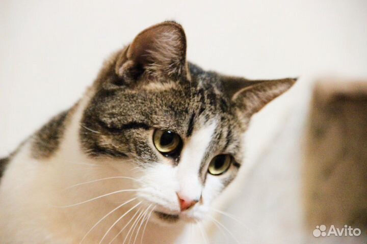 Добрая, контактная кошечка давно ищет дом