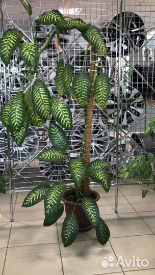 Диффенбахия 