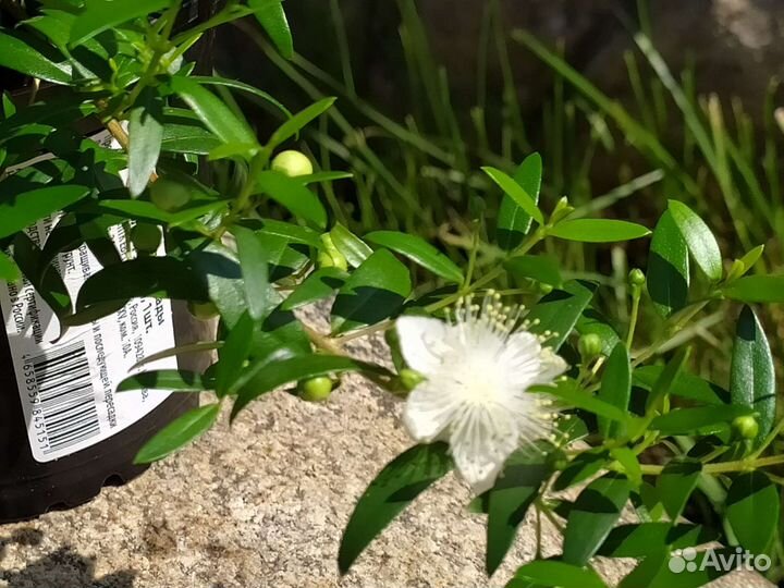 Мирт комнатный