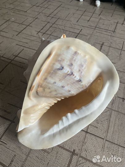 Ракушка морская большая