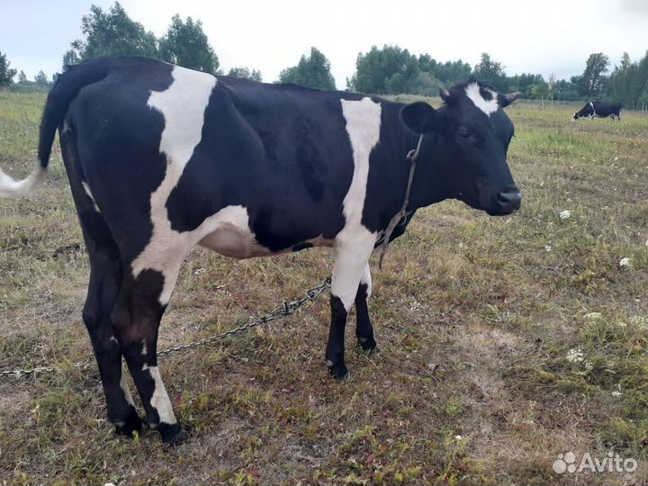 Телки стельные