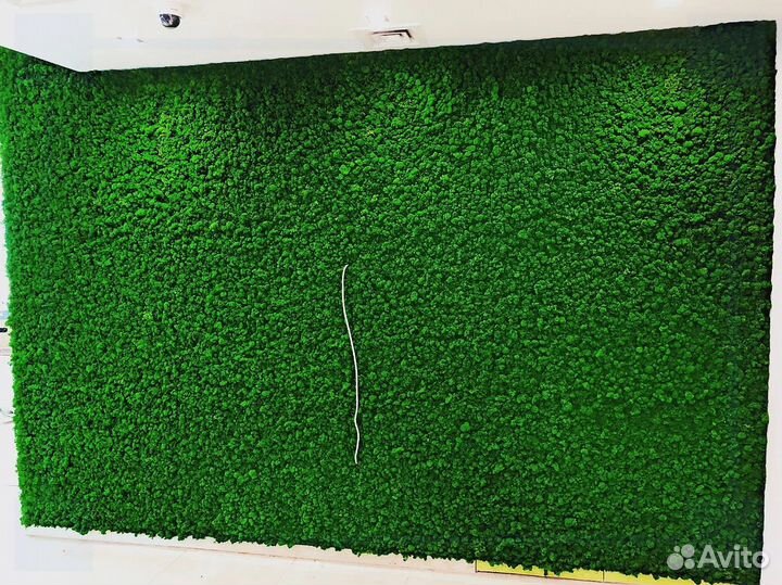 Стабилизированный мох панели