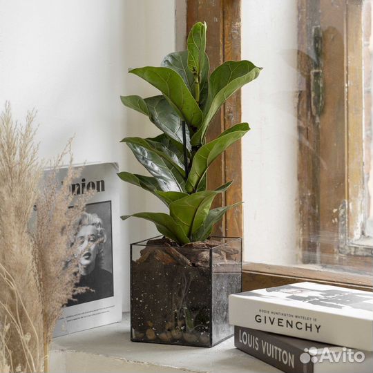 Растение фикус лирата