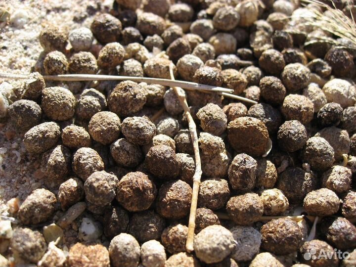 Навоз кроличий