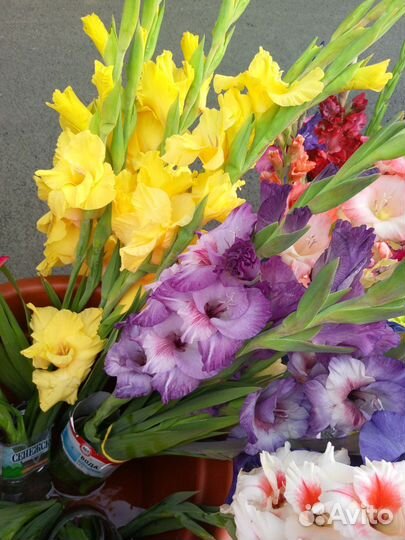 Гладиолусы, свежая срезка