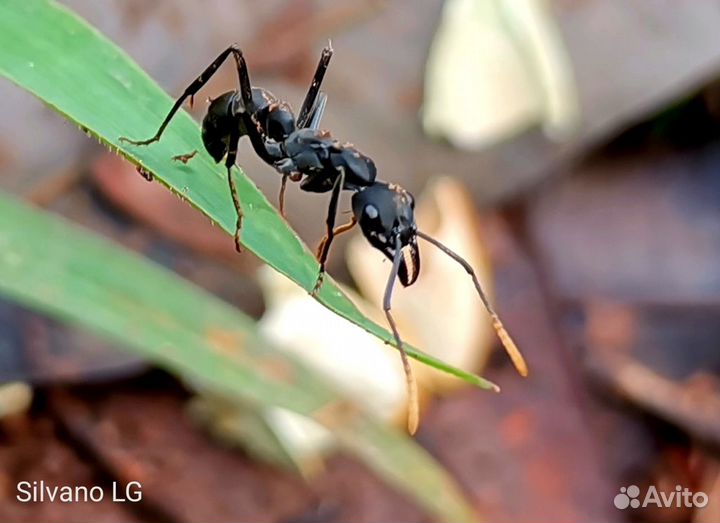 Муравьи Neoponera apicalis