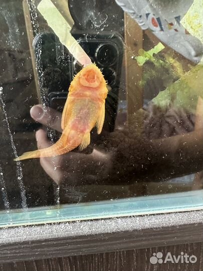 Сомик и несколько неонов