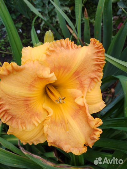 Лилейники, лилии, флоксы