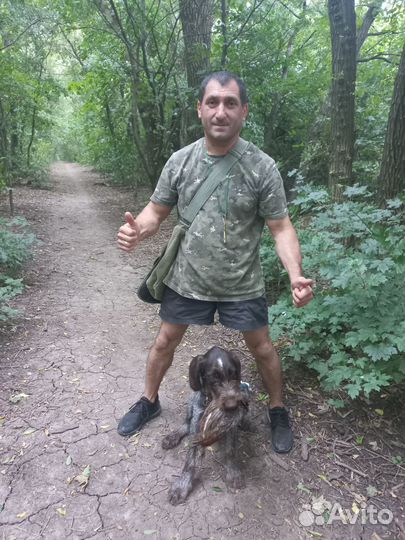 Натаска собак