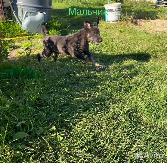 Собака в добрые руки отдам бесплатно