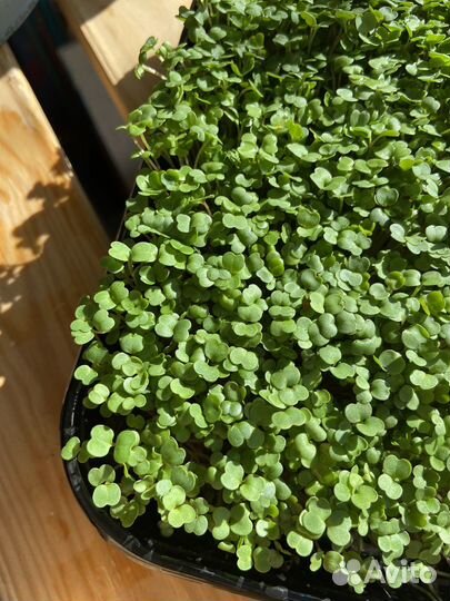 Микрозелень. Доставка