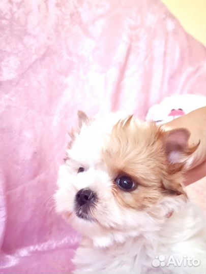 Голдаст йорк