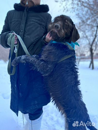 Собака из приюта Некрасовка