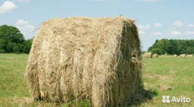Продаётся сено в рулонах 300-350кг