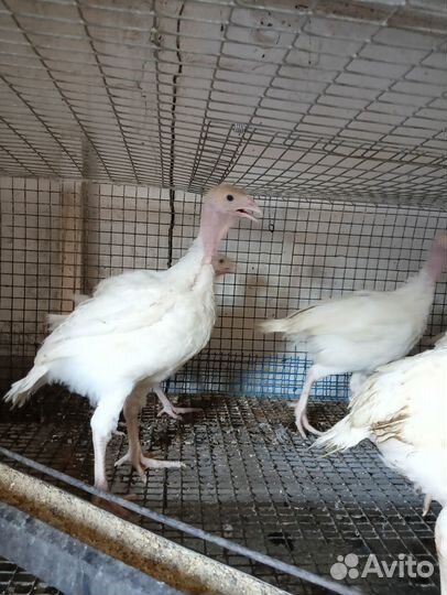 Индюки подрощенные