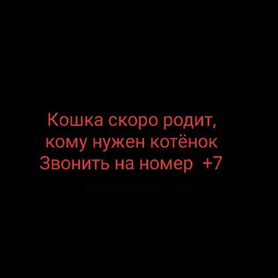 Котята