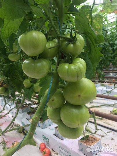 Семена розового томата Минерал