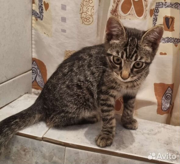 Котенок мальчик