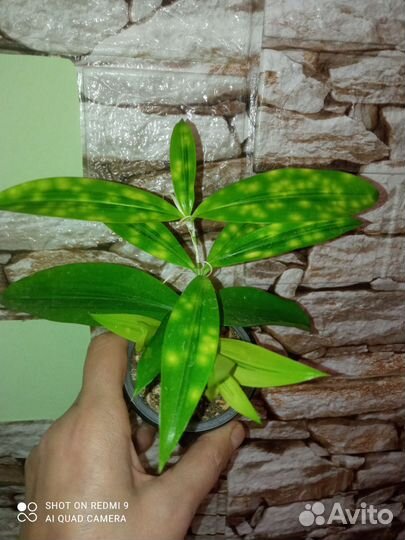 Оксалис, Драцена, бегония