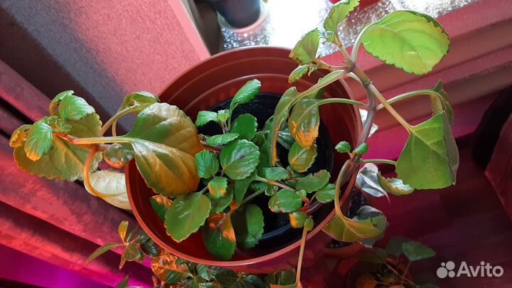 Гардения жасминовидная, традесканция