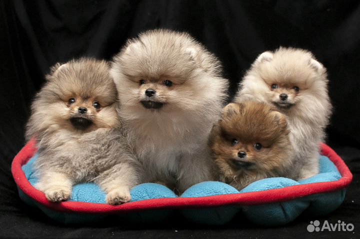 Мальчики и девочки шпица