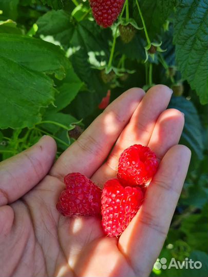 Сборщик ягод