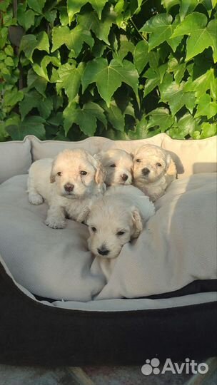 Щенки Мальтипу мини