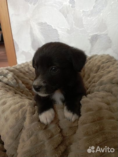 Собака в добрые руки отдам бесплатно