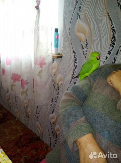 Ожереловый попугай