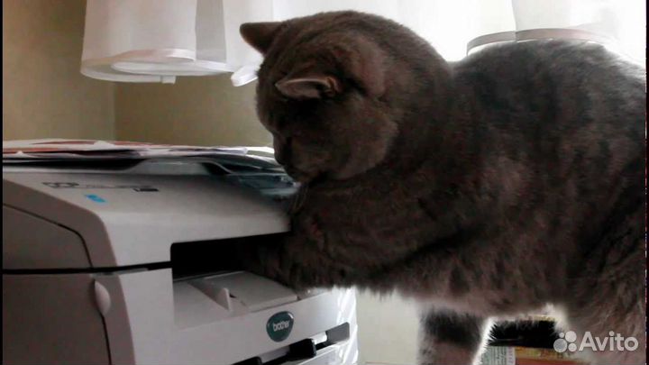 Заправка картриджей, ремонт принтеров