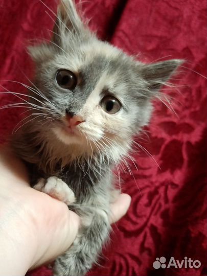 Котята в добрые руки бесплатно, они очень вас ждут