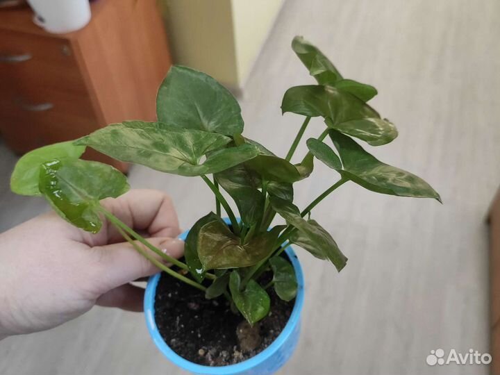 Сингониум шоколад