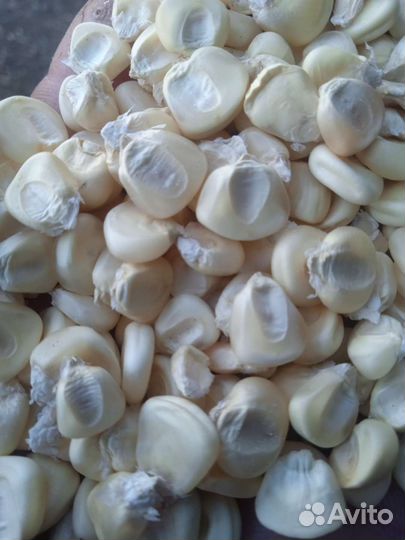 Белая кукуруза