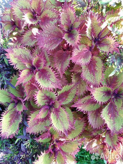 Колеусы вегетативные