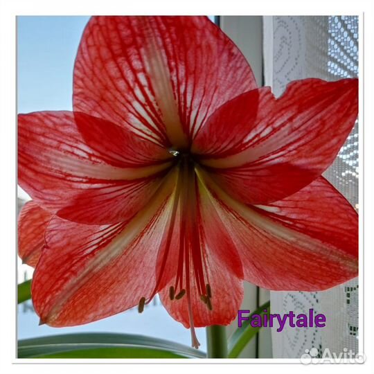 Детки сортовых гиппеаструмов