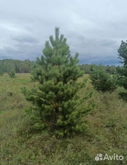 Сосна (Елка)