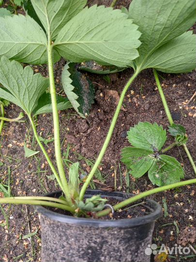 Саженцы сортовой клубники