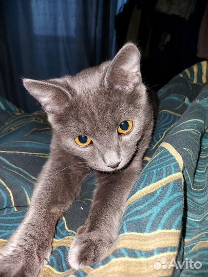 Кот