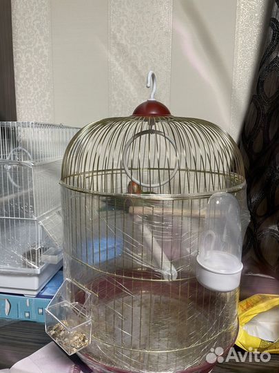 Попугайи неразлучники с клеткой