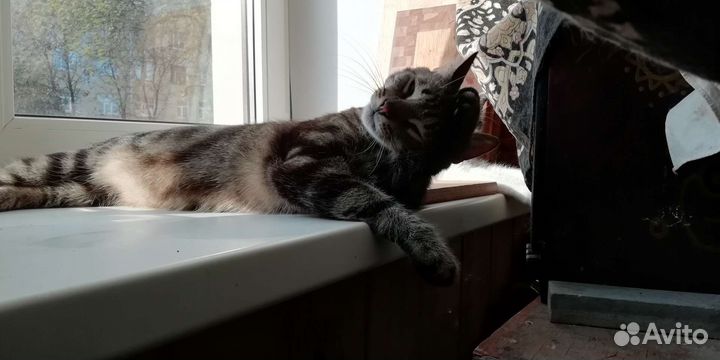 Кот