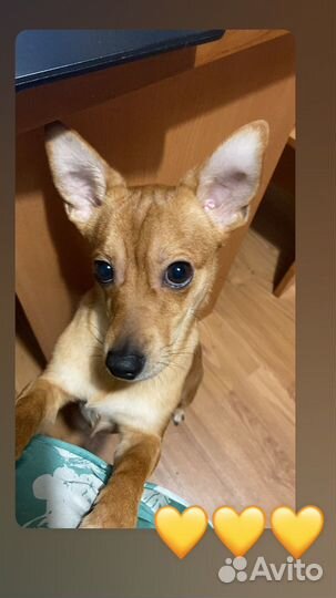 Вязка собак джек рассел-бигль