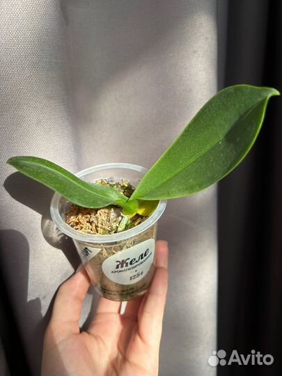 Орхидея белая бабочка