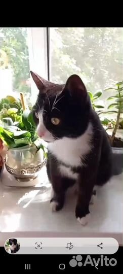Котик очень ищет дом