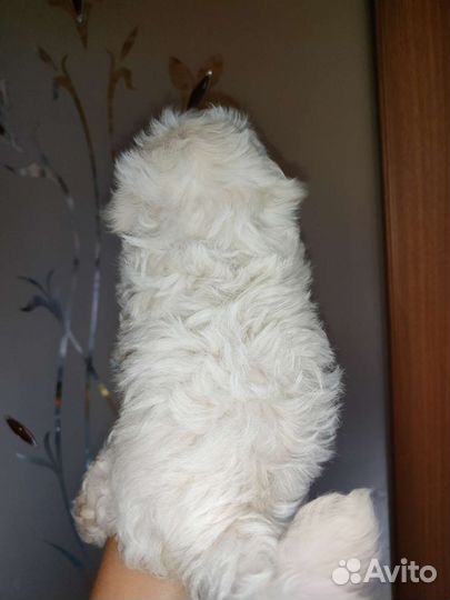 Щенки мальтипу и пуделя