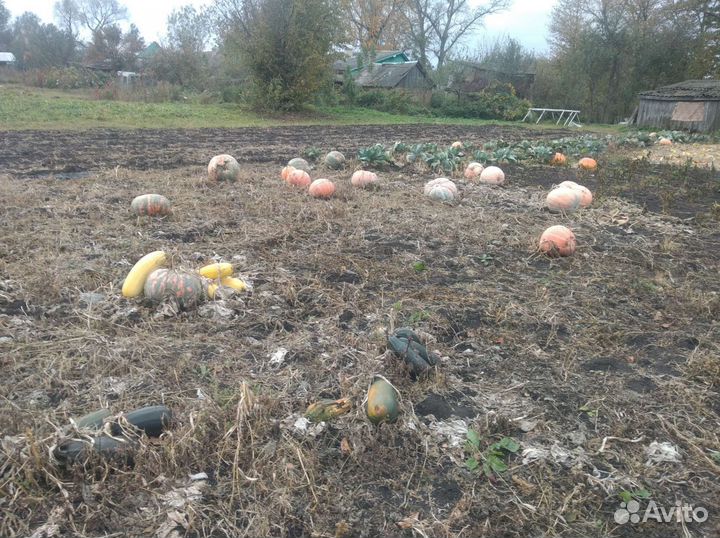 Тыква, картофель мелкий