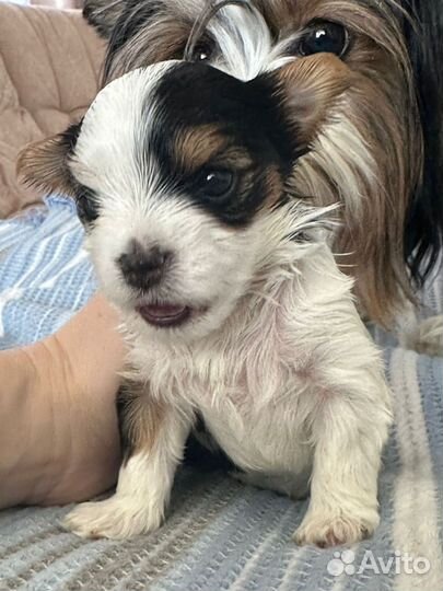 Щенок бивер йорка мини