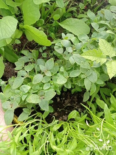 Рассада однолетников