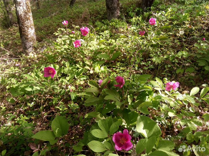 Санаторий для животных(передержка vip)